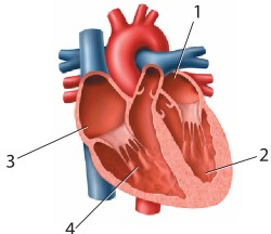 قلب